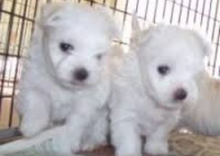 3 pui bichon maltez