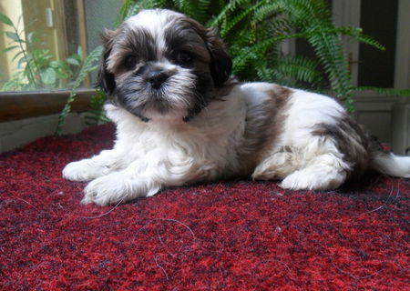 4 catei shih-tzu intarcati