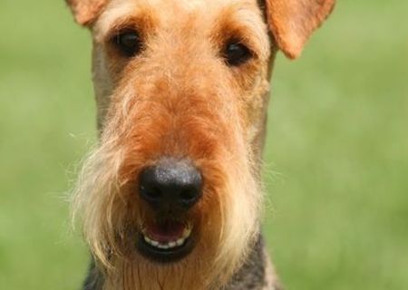 Airedale Terrier