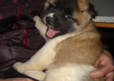 Akita American