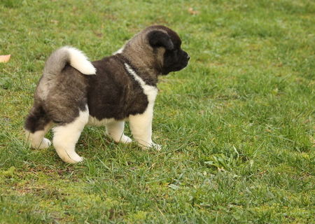 Akita american