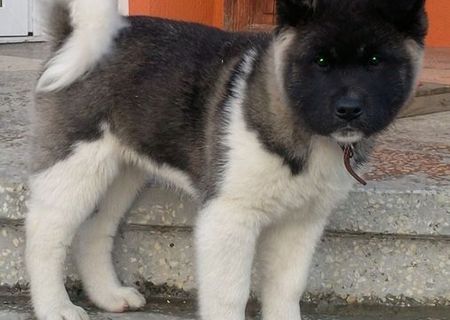 akita american