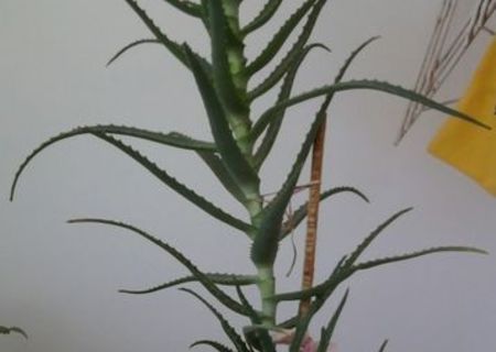 aloe de vanzare