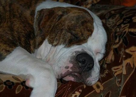 American Bulldog Johnson