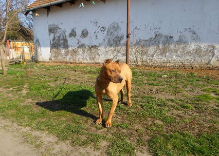 American Pit Bull Terrier pt Monta