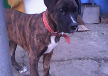 amstaff mascul