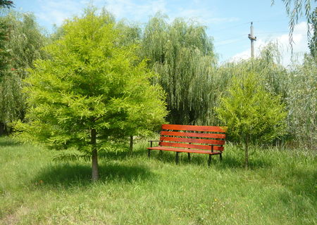 Arbori si arbusti ornamentali, pomi fructiferi.