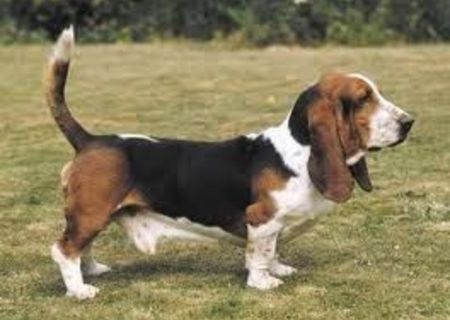 BASSET HOUND MONTA