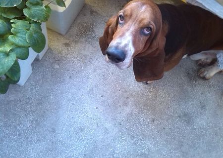 BASSET  HOUND  MONTA