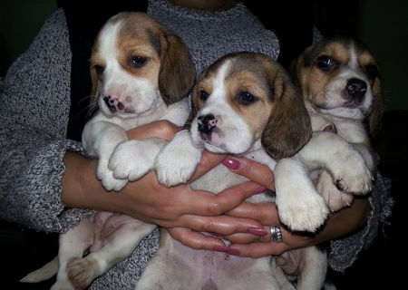 BEAGLE DE VANZARE