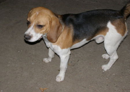 Beagle donez