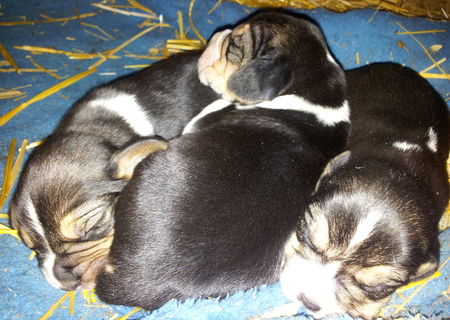 Beagle tricolor