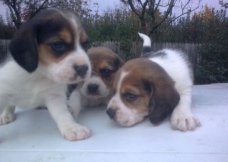 beagle tricolori