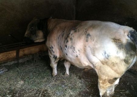 belgian blue