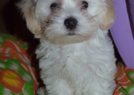 Bichon de Craciun