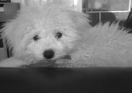 Bichon Frise