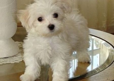 Bichon Frise, mascul, 8 saptamani