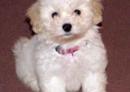 bichon frize 500 ron