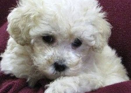 bichon frize 500 ron