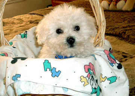 bichon frize 600 ron