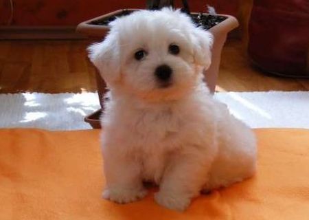 bichon frize 600 ron