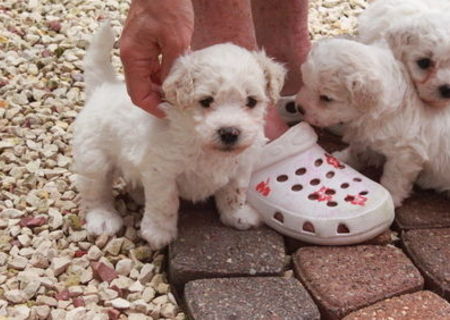 bichon frize albi 500.ron