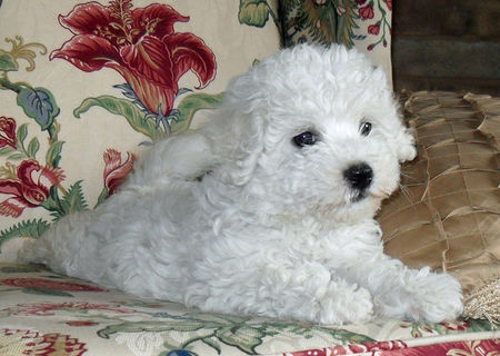 bichon frize albi femele 500 ron