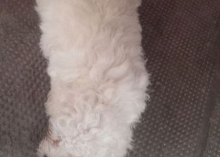 bichon frizi