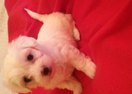 Bichon Maltese