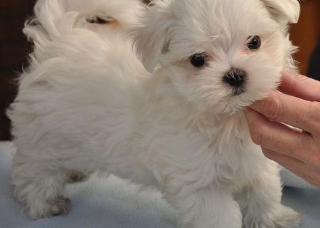 bichon maltese