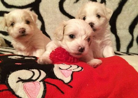 Bichon maltese