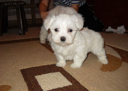 Bichon Maltese