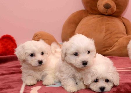 Bichon Maltese