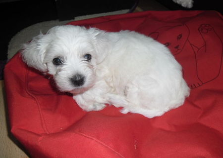 bichon maltez