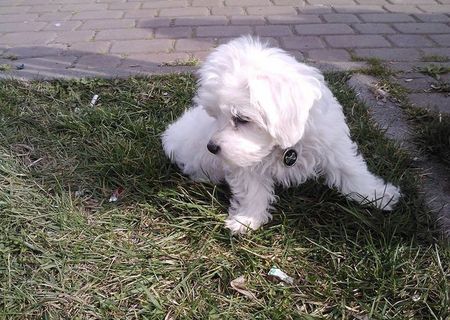 bichon maltez