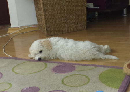 Bichon maltez