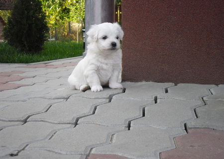 Bichon Maltez