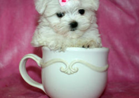 bichon maltez albi