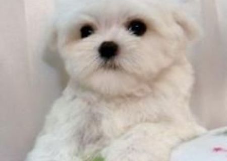 bichon maltez albi