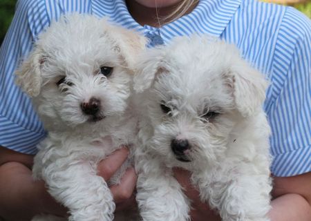 bichon maltez albi