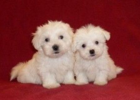 bichon maltez albi