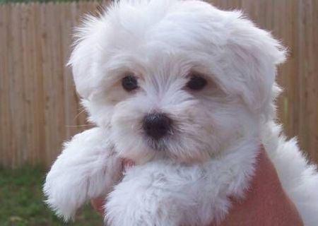 bichon maltez albi