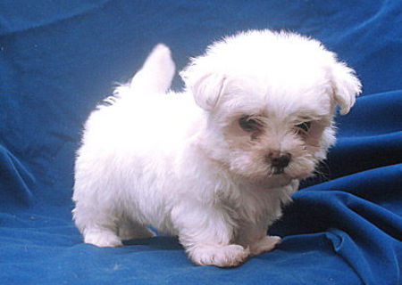 bichon maltez albi