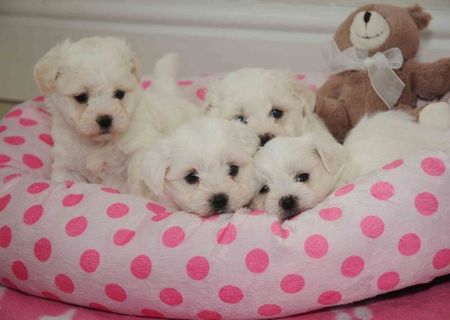 bichon maltez albi