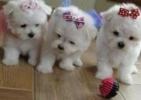 bichon maltez albi