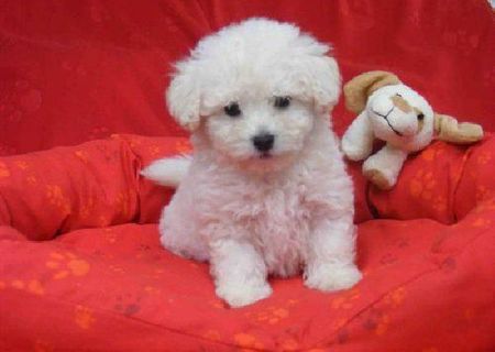 bichon maltez albi 500 ron