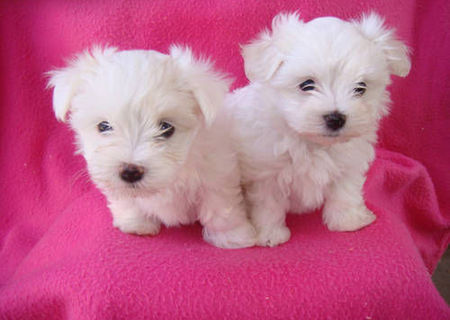 bichon maltez albi 500 ron