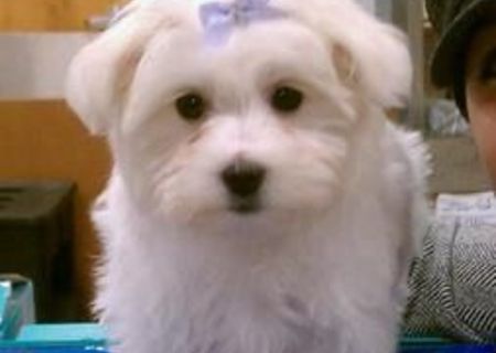 bichon maltez albi 500 ron