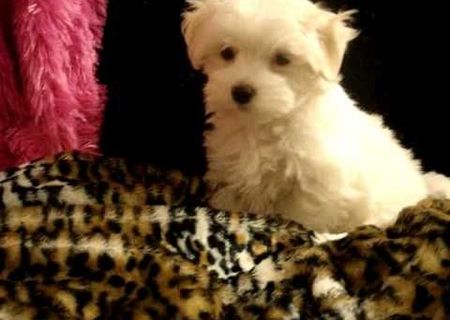 bichon maltez albi 500 ron