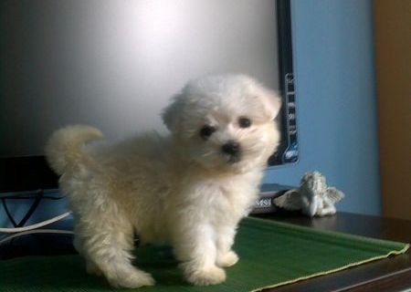 bichon maltez albi 600 ron